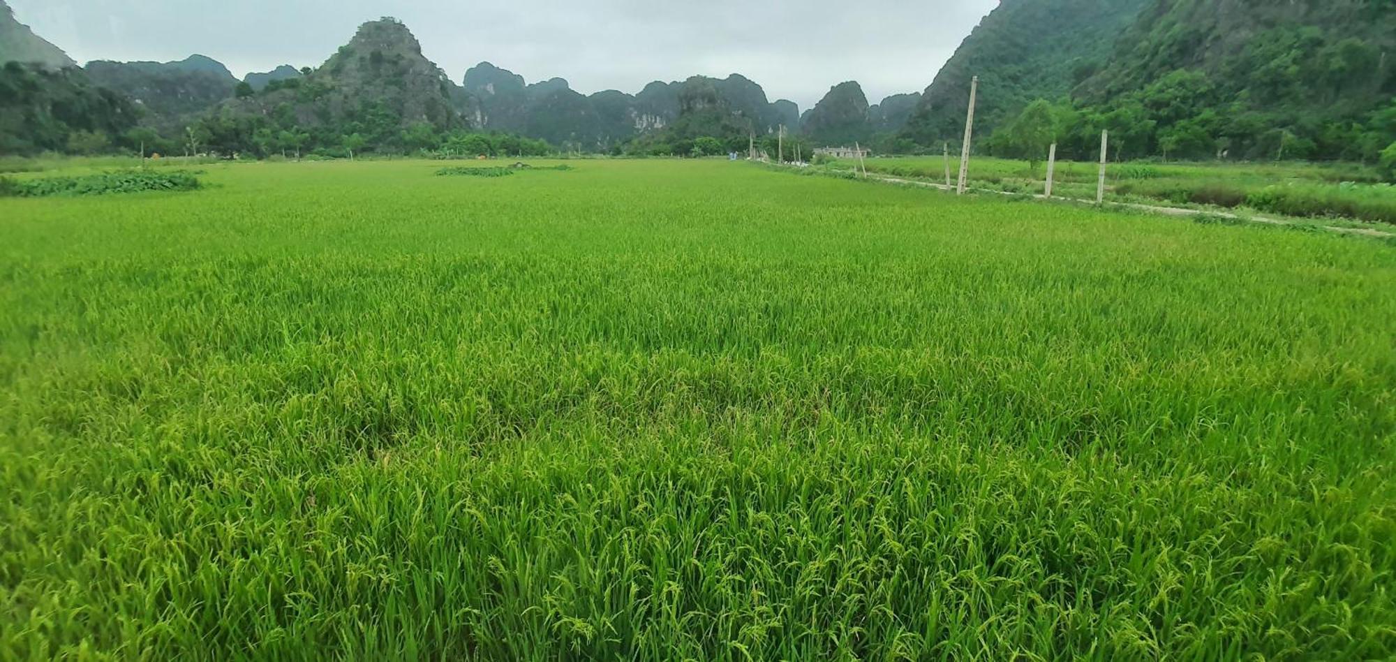 Trang An Rice Field Homestay Нин Бин Екстериор снимка